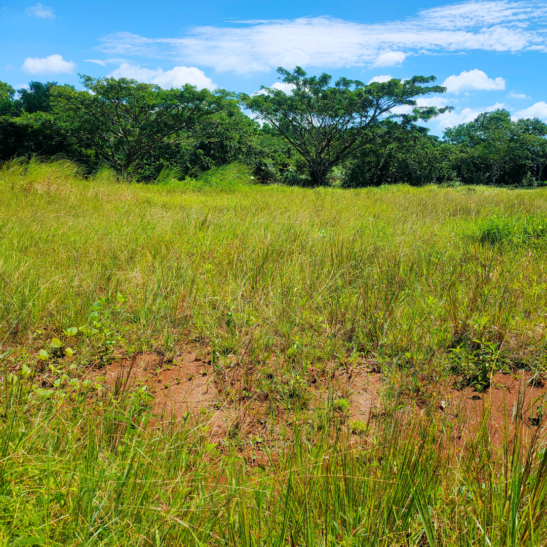 Caliraya Spring Golf Club Single Loaded Lot at 888 SQM Lot Area, Cavinti Laguna, FOR SALE view 2